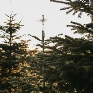 Christmas trees