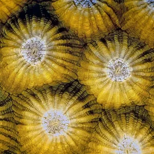 Circular patterns of yellow corals that form a repeated shape