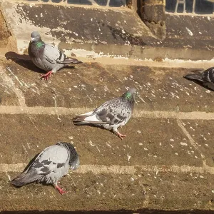 City pigeons or street pigeons (Columba livia forma domestica) sat on a sandstone church wall