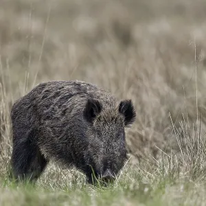 It is often claimed that the sense of sight of the wild boar (Sus scrofa) is not particularly pronounced It is often claimed that the sense of sight of the wild boar (Sus scrofa) is not particularly pronounced