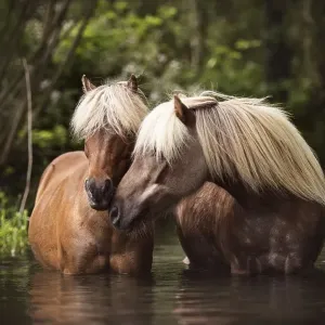Two Classic Ponys (Equus) standing in the water and gently touching each other Two Classic Ponys (Equus) standing in the water and gently touching each other