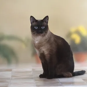 Classic Siamese Cat