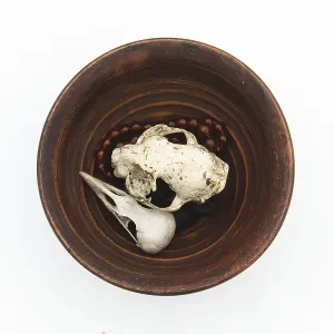 Clay plate with cat and bird skulls on white