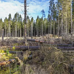 Clearcutting in a coniferous forest with blown down spruce trees at the forest edge