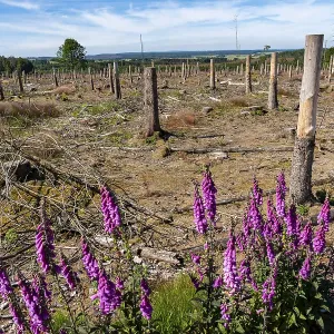 Cleared forest in the Eggegebirge