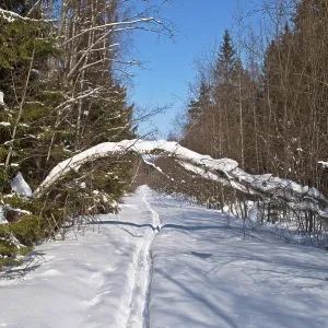 Clearing with ski track in winter forest