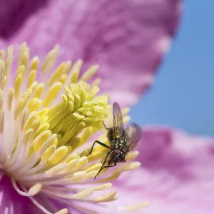 Clematis flower with a Fly perched closeup Clematis flower with a Fly perched closeup