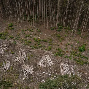 Climate change is fueling the death of spruce and pine forests in Germany Climate change is fueling the death of spruce and pine forests in Germany