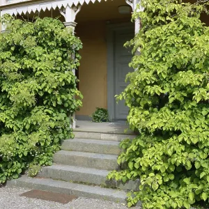 Climbing hoards in front of a wooden veranda( Hydrangea anomala ssp)