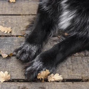 Close up dog paws outdoors