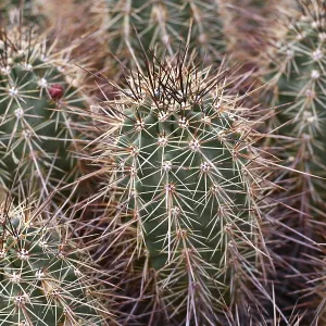 Close up of Engelmann's Hedgehog Cactus (Echinocereus engelmannii)