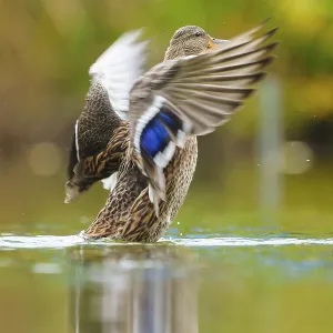 Close to the flapping of a wing Close to the flapping of a wing