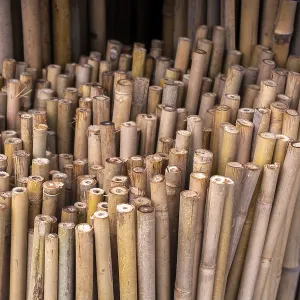 Close up full frame texture of vertical dry brown bamboo poles arranged as a natural fence Close up full frame texture of vertical dry brown bamboo poles arranged as a natural fence