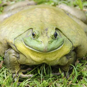 Giant African Bullfrog Print - Wild Animal Portrait Giant African Bullfrog Print - Wild Animal Portrait