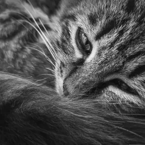 Close up marvelous black and white portrait of a moody kitten Close up marvelous black and white portrait of a moody kitten
