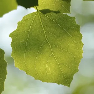 Close-op of European aspen (populus tremula) leafes in a forest in spring Close-op of European aspen (populus tremula) leafes in a forest in spring