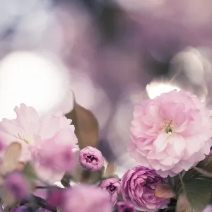 Close up picture of pink blooming cherry blossoms