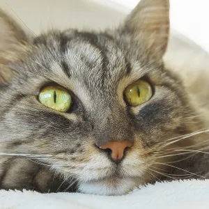 Close up portrait of cat with green eyes Close up portrait of cat with green eyes