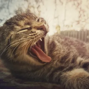Close up portrait of sleepy striped cat yawning as laying down outdoors Close up portrait of sleepy striped cat yawning as laying down outdoors