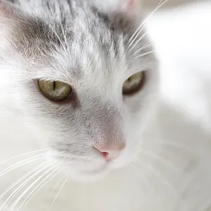 Close up portrait of white domestic cat
