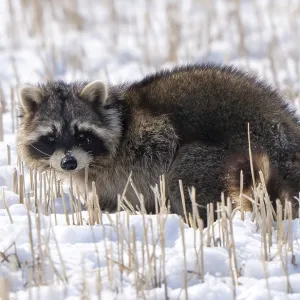 Close Up Racoon in winter snow cold climate Close Up Racoon in winter snow cold climate