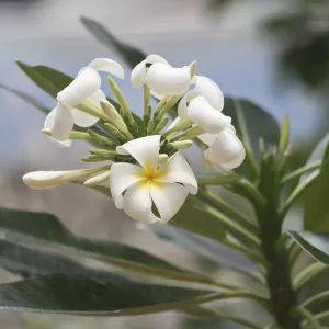 Close up shot of frangipani flowers Close up shot of frangipani flowers