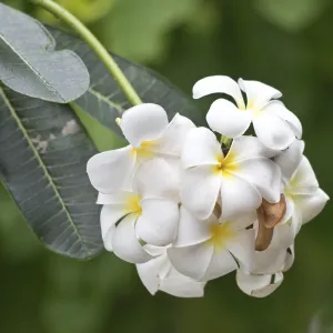 Close up shot of frangipani flowers Close up shot of frangipani flowers