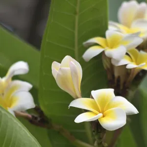 Close up shot of frangipani flowers Close up shot of frangipani flowers