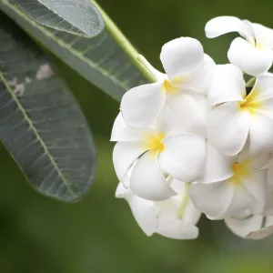 Close up shot of frangipani flowers Close up shot of frangipani flowers