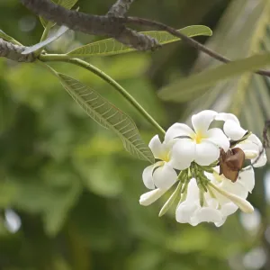 Close up shot of frangipani flowers Close up shot of frangipani flowers