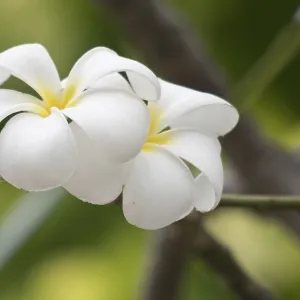 Close up shot of frangipani flowers Close up shot of frangipani flowers