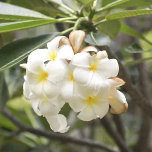 Close up shot of frangipani flowers Close up shot of frangipani flowers
