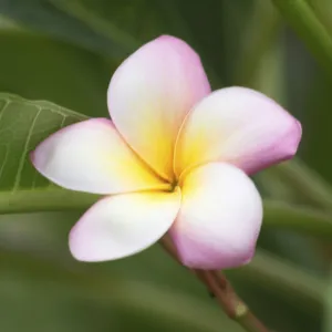 Close up shot of frangipani flowers Close up shot of frangipani flowers