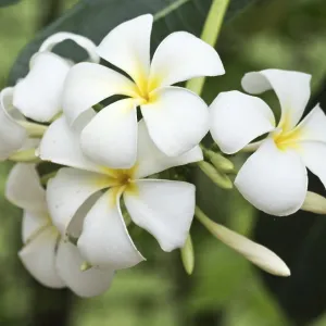 Close up shot of frangipani flowers Close up shot of frangipani flowers