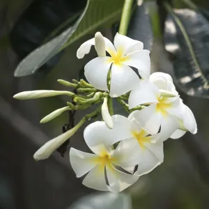 Close up shot of plumeria flowers Close up shot of plumeria flowers