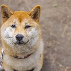 Close up snout view of an adorable red Shiba Inu dog sitting outdoors with copy space to right Close up snout view of an adorable red Shiba Inu dog sitting outdoors with copy space to right