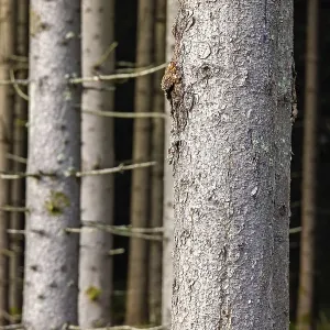 Close up at a spruce tree trunk in a coniferous forest Close up at a spruce tree trunk in a coniferous forest