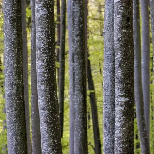 Close to tree trunks in a green and quiet forest
