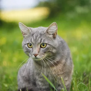 Close-up of an alert gray cat in grass Close-up of an alert gray cat in grass