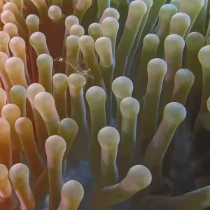 Close-up of an anemone partner shrimp (Ancylomenes longcarpus) in an anemone with long tentacles Close-up of an anemone partner shrimp (Ancylomenes longcarpus) in an anemone with long tentacles