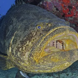 Close-up of atlantic goliath grouper (Epinephelus itajara) with open mouth Close-up of atlantic goliath grouper (Epinephelus itajara) with open mouth