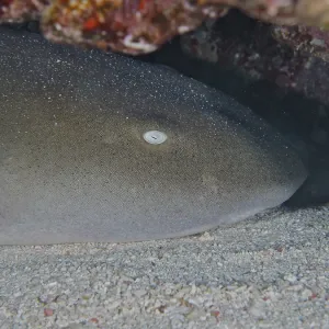 Close-up of Atlantic nurse shark (Ginglymostoma cirratum) Close-up of Atlantic nurse shark (Ginglymostoma cirratum)