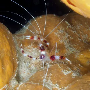 Close-up Banded Coral Shrimp (Stenopus hispidus) on orange tube sponge