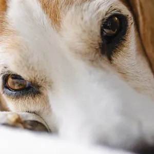 Close-up Beagle Print, Graz, Austria Close-up Beagle Print, Graz, Austria