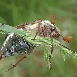 Close-up of a beetle, common cockchafer (Melolontha melolontha) Close-up of a beetle, common cockchafer (Melolontha melolontha)