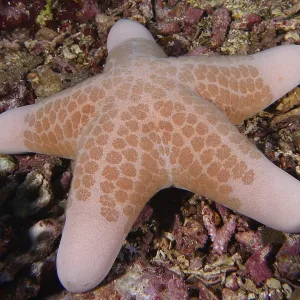 Close-up of a beige starfish with a distinctive pattern