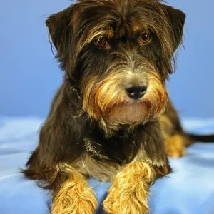Close-up of a black and brown dog on a blue fabric background