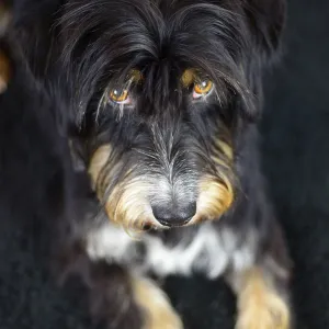 Close-up of a black and brown dog looking seriously on a dark carpet