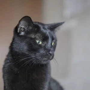 A close-up of a black cat in profile A close-up of a black cat in profile