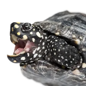 Close-up of a Black pond turtle mounth open Close-up of a Black pond turtle mounth open